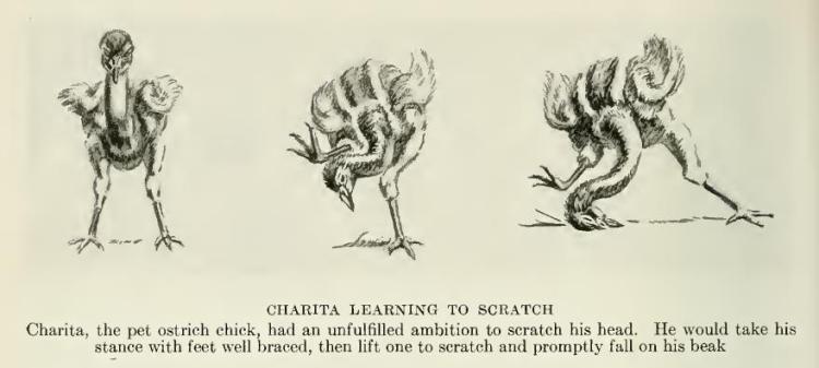 Charita the Rhea Chick